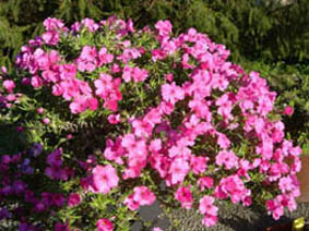 Phlox 'Petra'